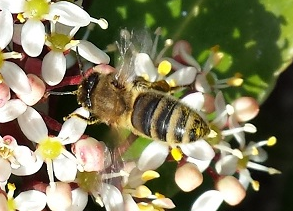 Honingbijen.