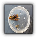 Verschil van hoornaar en wesp