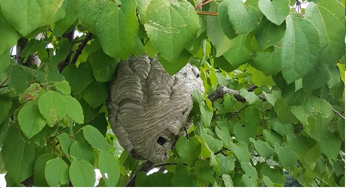 Informatie over wespen en de hoornaar. Eerlijk en betrouwbaar.